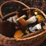 На Рівненщині завершується сезон заготівлі лісових ягід і грибів. Скільки назбирали На Рівненщині завершується сезон заготівлі лісових ягід і грибів. Скільки назбирали