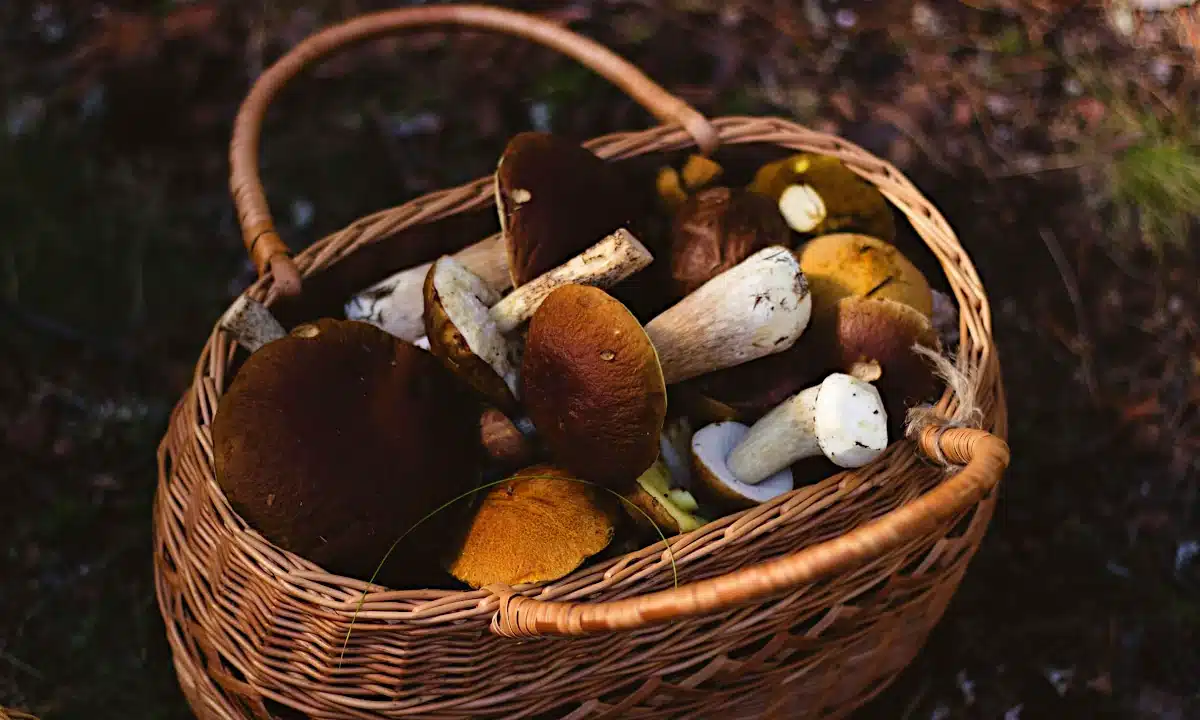 На Рівненщині завершується сезон заготівлі лісових ягід і грибів. Скільки назбирали На Рівненщині завершується сезон заготівлі лісових ягід і грибів. Скільки назбирали