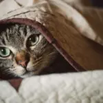 Як зігрітися, коли батареї ще холодні Як зігрітися, коли батареї ще холодні