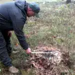 Поблизу села Карпилівка виявили незаконну вирубку дерев Незаконна вирубка дерев: інспектор заміряє діаметр пенька.