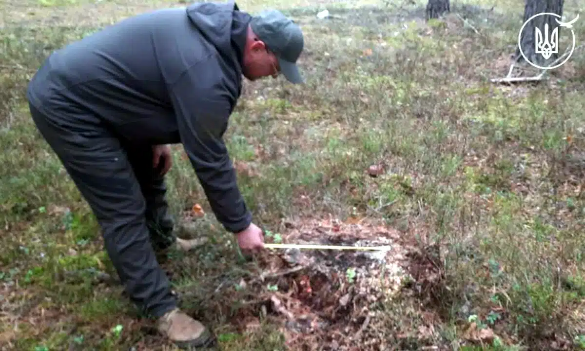 Поблизу села Карпилівка виявили незаконну вирубку дерев Незаконна вирубка дерев: інспектор заміряє діаметр пенька.