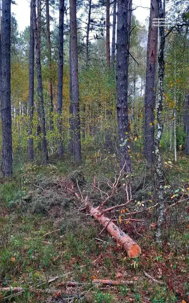 Зрубана сосна.