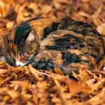 Прогноз погоди для Рівненщини на 30 жовтня. Вночі без опадів, вдень короткочасний дощ Прогноз погоди для Рівненщини на 30 жовтня. Вночі без опадів, вдень короткочасний дощ