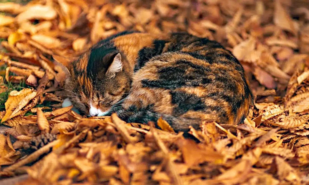 Прогноз погоди для Рівненщини на 30 жовтня. Вночі без опадів, вдень короткочасний дощ Прогноз погоди для Рівненщини на 30 жовтня. Вночі без опадів, вдень короткочасний дощ
