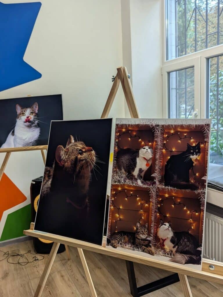 коти