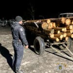 На Рівненщині поліція задокументувала чотири випадки незаконної порубки деревини