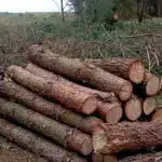 На Рівненщині виявили незаконну вирубку понад 250 сосен