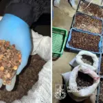 Бурштин, виявлений у чоловіків, які організували незаконний бурштиновий бізнес.