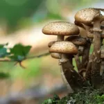 Прогноз погоди для Рівненщини на 6 жовтня. Невеликий короткочасний дощ