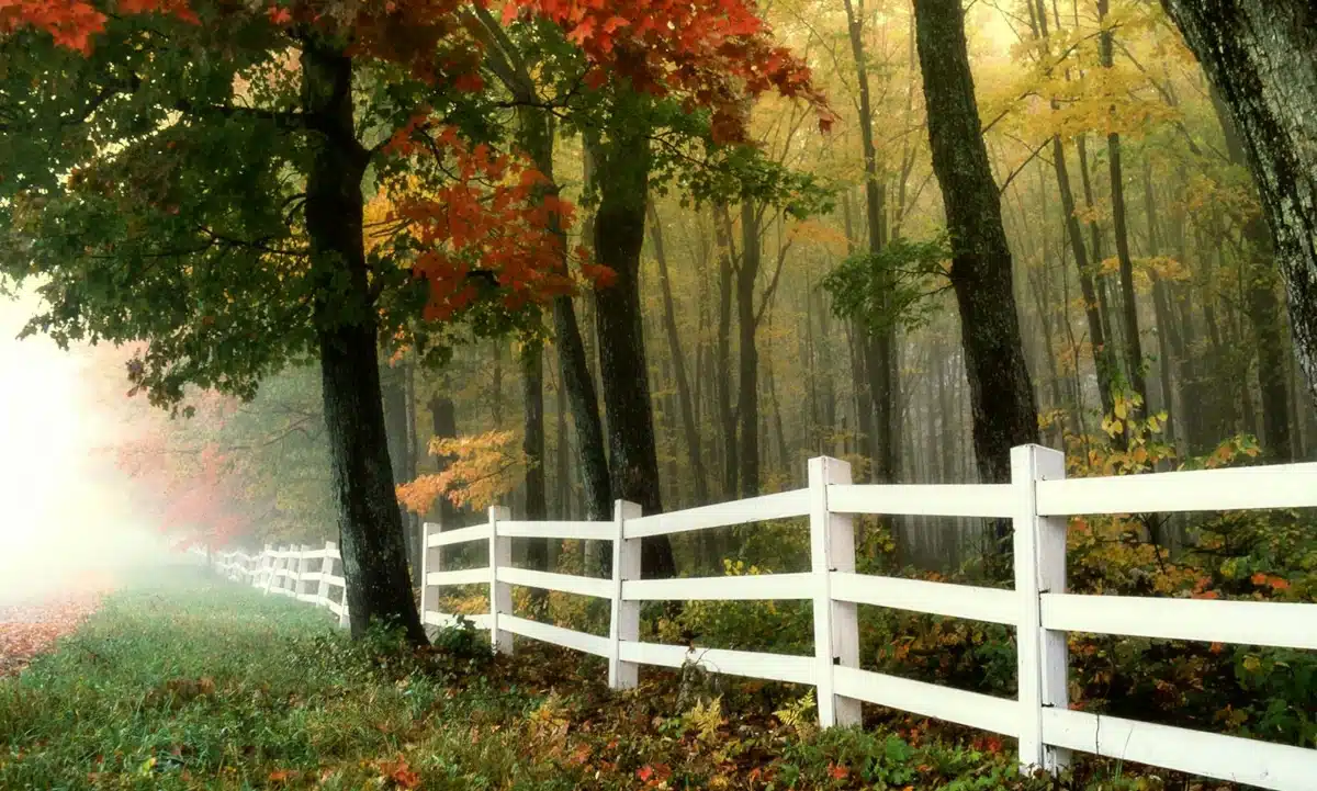 Прогноз погоди. У лісі серед жовтіючих дерев стелеться туман. На передньому фону білий паркан.