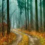 Прогноз погоди для Рівненщини на 31 жовтня. Вночі короткочасний дощ, вдень без опадів Прогноз погоди для Рівненщини на 31 жовтня. Вночі короткочасний дощ, вдень без опадів