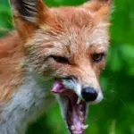 Через зростання чисельності хижаків у Крупецькій громаді проведуть відстріл