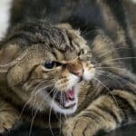 Випадок сказу у кота зафіксували на Рівненщині