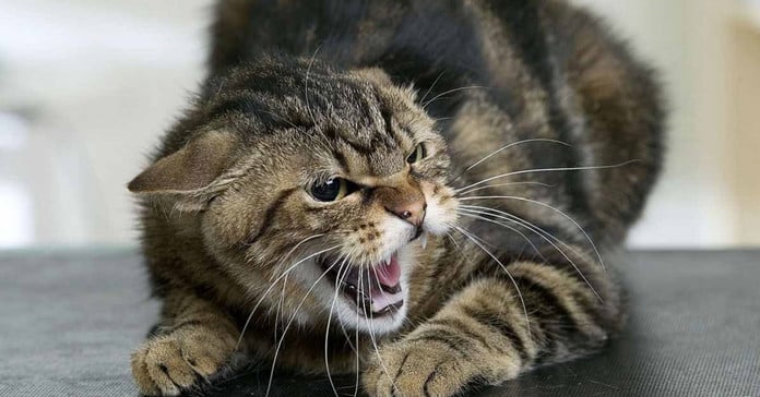 Випадок сказу у кота зафіксували на Рівненщині