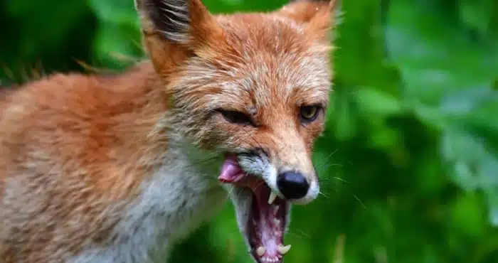 Сказ на Рівненщині: ситуація складна, але контрольована