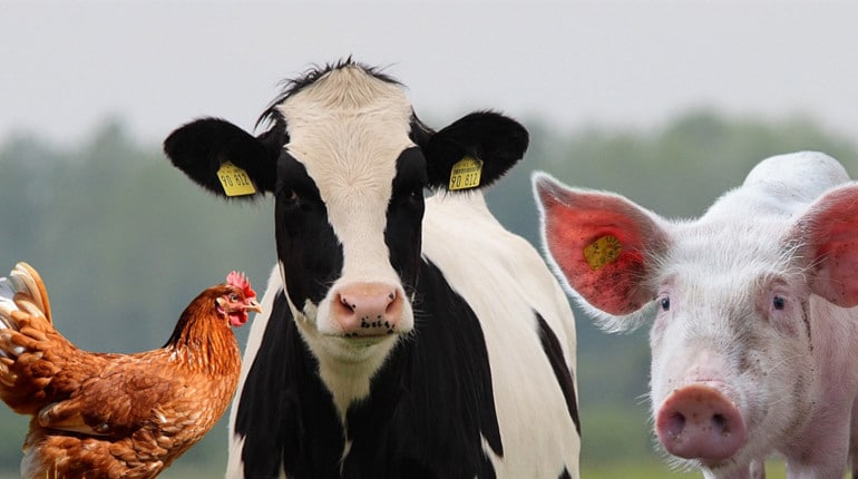 Виробництво тваринницької продукції на Рівненщині зросло на 25% за 8 місяців