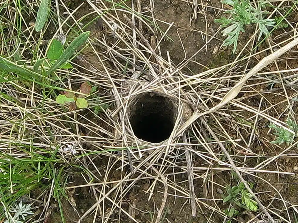 vhid-do-nory-tarantula-foto-Vektor-Petrochenko