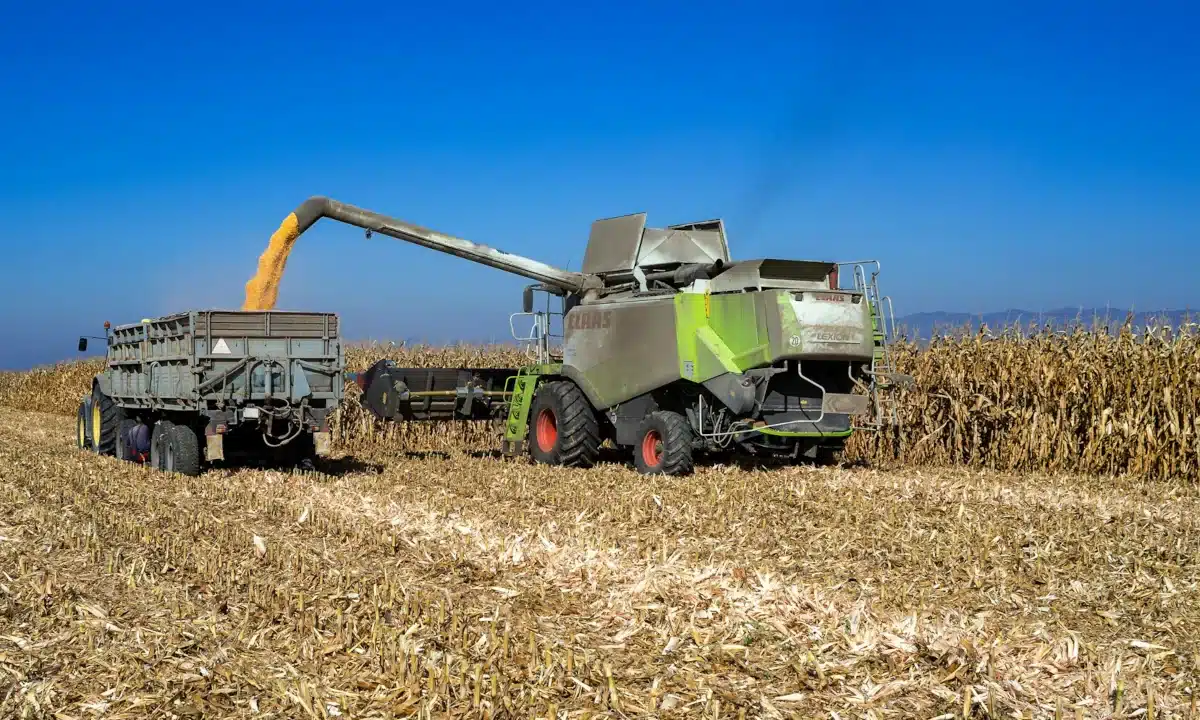 На Рівненщині розпочали збирання кукурудзи