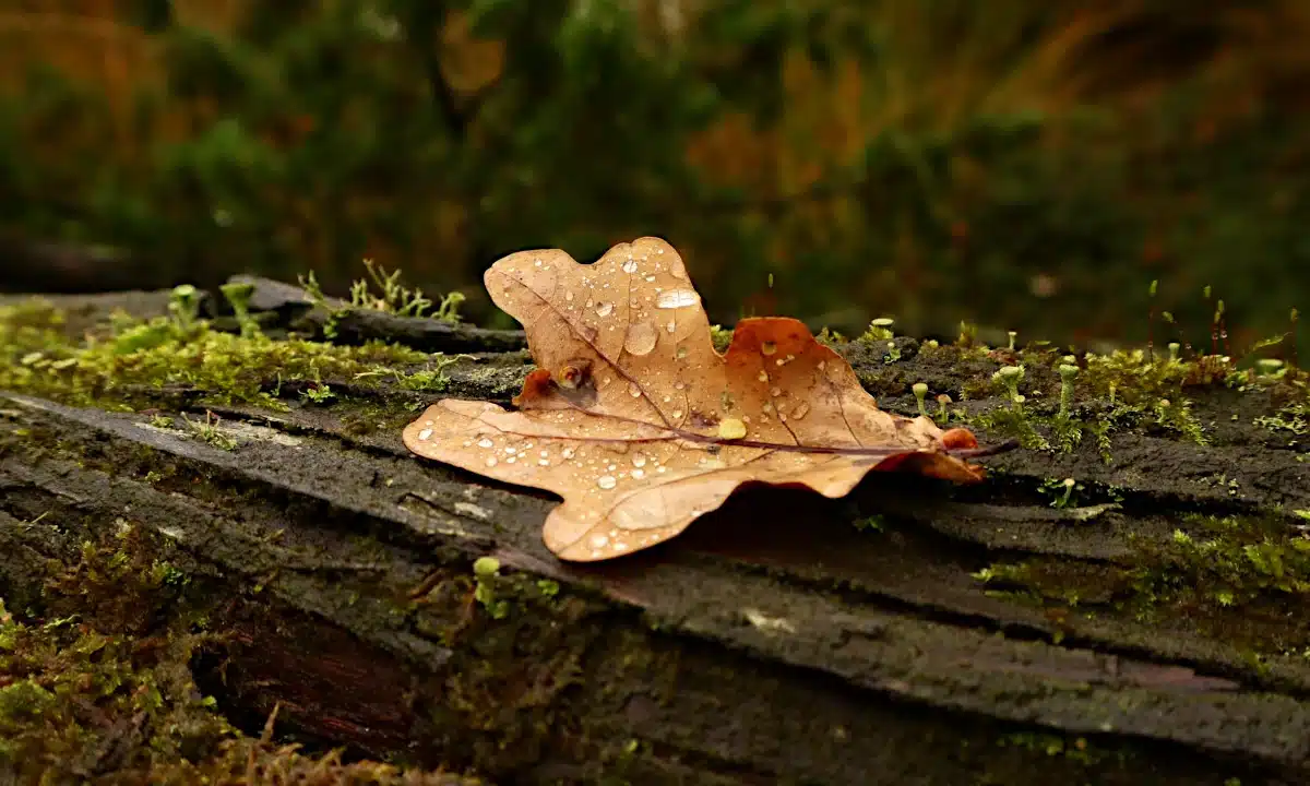 Прогноз погоди для Рівненщини на 29 жовтня. Невеликий дощ, сильні пориви вітру Прогноз погоди для Рівненщини на 29 жовтня. Невеликий дощ, сильні пориви вітру