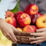 Свіжі яблука в кошику тримає жінка