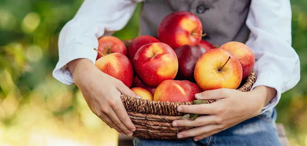 Свіжі яблука в кошику тримає жінка