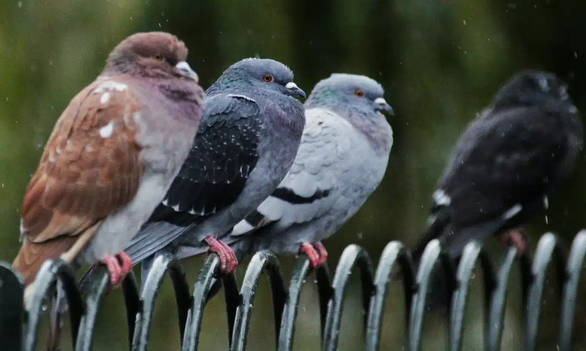 Прогноз погоди для Рівненщини на 1 грудня. Невеликий дощ, вночі та в першій половині дня сильний туман
