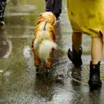 Прогноз погоди для Рівненщини на 4 листопада. Вночі помірний, вдень невеликий дощ Прогноз погоди для Рівненщини на 4 листопада. Вночі помірний, вдень невеликий дощ