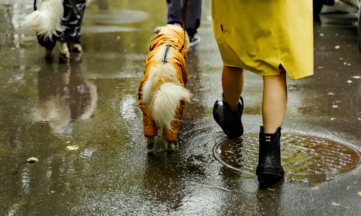 Прогноз погоди для Рівненщини на 4 листопада. Вночі помірний, вдень невеликий дощ