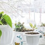 Як вибрати кімнатні рослини, які покращують повітря взимку