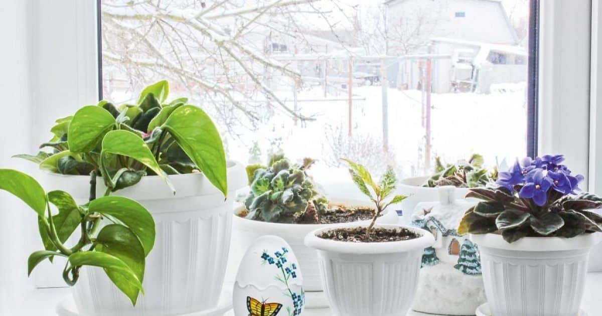 Як вибрати кімнатні рослини, які покращують повітря взимку Як вибрати кімнатні рослини, які покращують повітря взимку