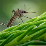 Куди комарі зникають восени і чи можуть кусати взимку? Комарі