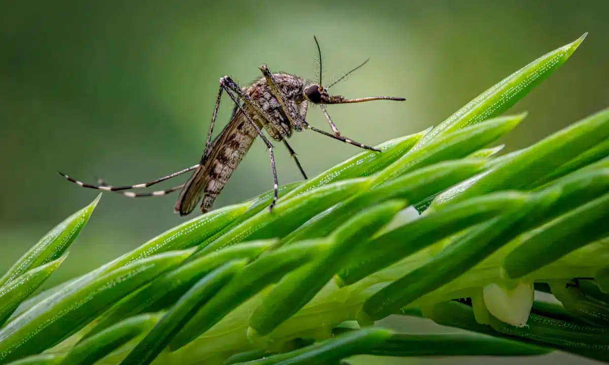 Куди комарі зникають восени і чи можуть кусати взимку? Комарі