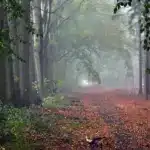 Прогноз погоди для Рівненщини на 7 листопада. Без опадів, до +13