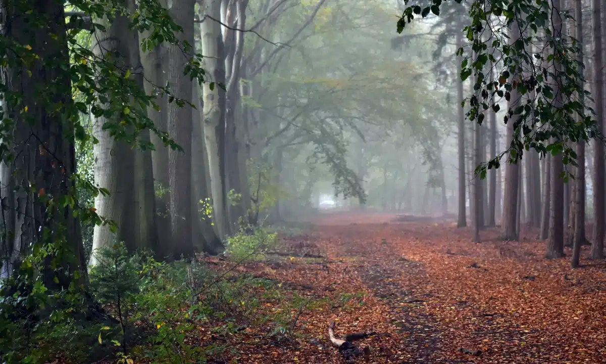 Прогноз погоди для Рівненщини на 7 листопада. Без опадів, до +13 Прогноз погоди для Рівненщини на 7 листопада. Без опадів, до +13