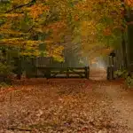 Прогноз погоди для Рівненщини на 20 листопада. Без істотних опадів