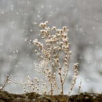 Прогноз погоди для Рівненщини на 18 листопада. Дощ, місцями з мокрим снігом, сильні пориви вітру Прогноз погоди обіцяє дощ із мокрим снігом.