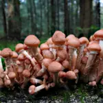 Прогноз погоди для Рівненщини на 13 листопада. Без істотних опадів, вночі та вранці сильний туман