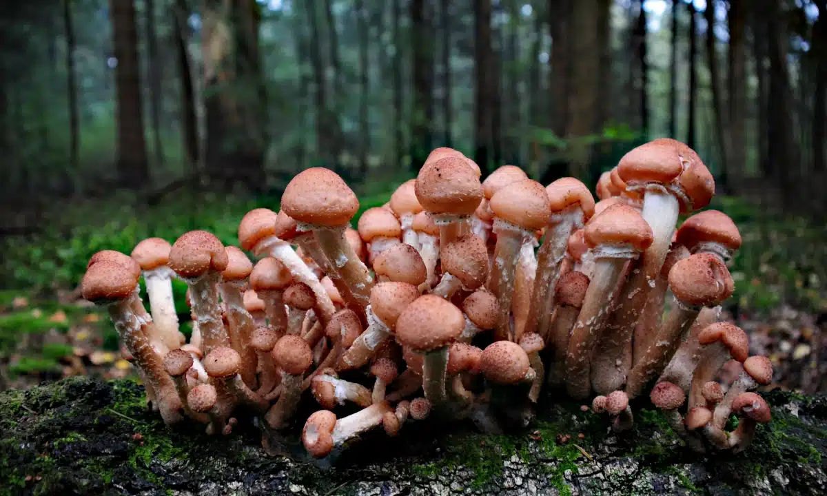 Прогноз погоди для Рівненщини на 13 листопада. Без істотних опадів, вночі та вранці сильний туман