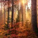 Прогноз погоди для Рівненщини на 2 листопада. Без опадів, вдень до +17 Прогноз погоди для Рівненщини на 2 листопада. Без опадів, вдень до +17