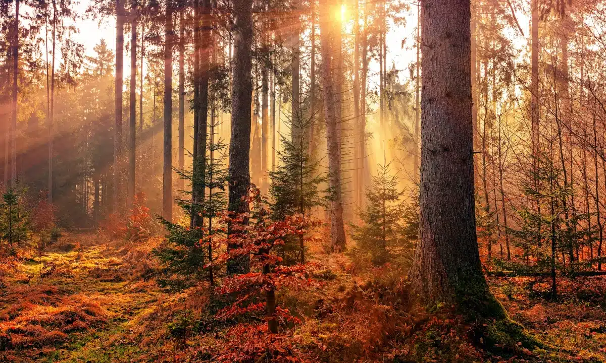 Прогноз погоди для Рівненщини на 2 листопада. Без опадів, вдень до +17