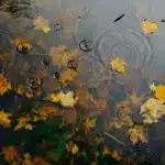 Прогноз погоди для Рівненщини на 21 листопада. Дощ, вночі та вранці сильний туман