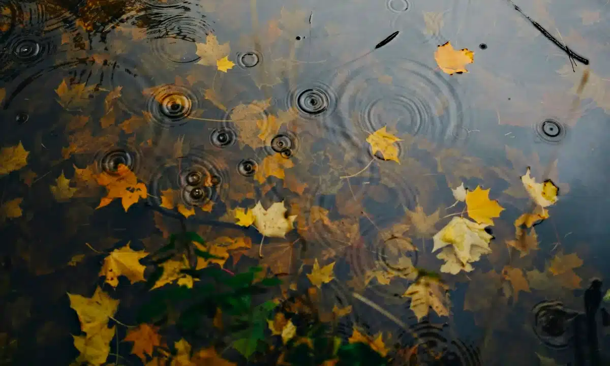 Прогноз погоди для Рівненщини на 21 листопада. Дощ, вночі та вранці сильний туман