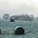 На полі тюки з соломою, покриті памороззю.