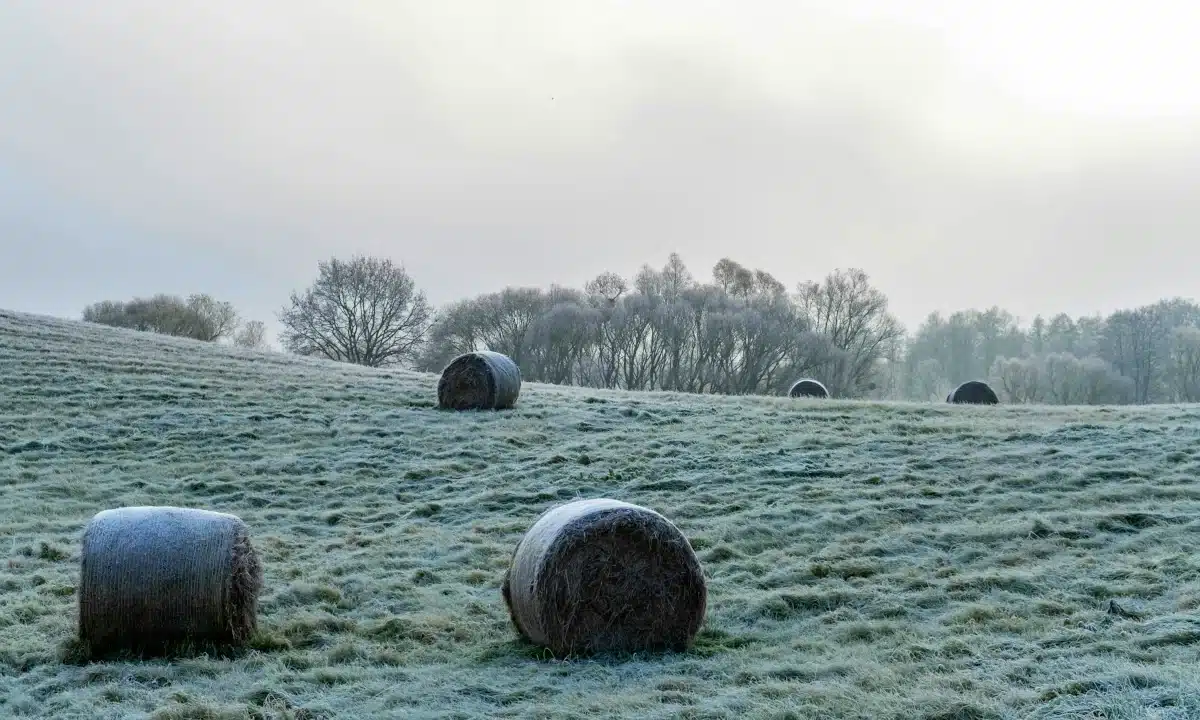 На полі тюки з соломою, покриті памороззю.