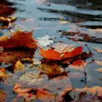 Прогноз погоди для Рівненщини на 15 листопада. Вдень часом невеликий дощ