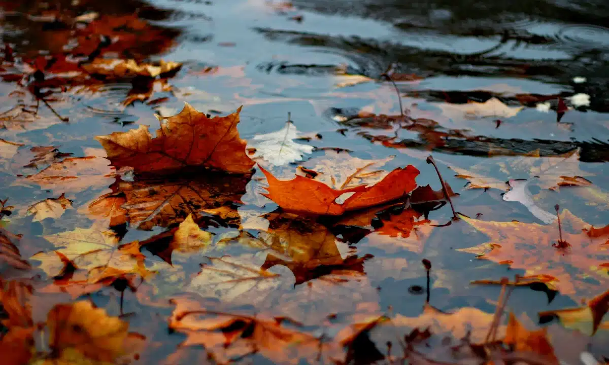 Прогноз погоди для Рівненщини на 15 листопада. Вдень часом невеликий дощ Прогноз погоди для Рівненщини на 15 листопада. Вдень часом невеликий дощ