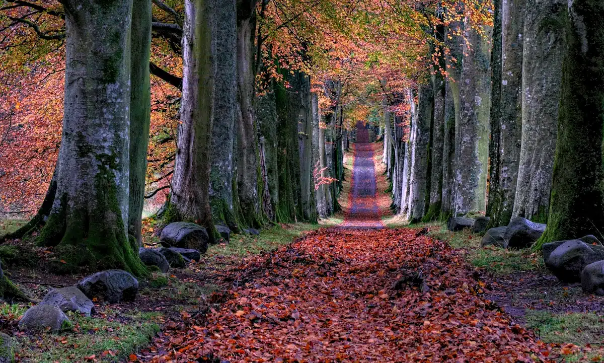 Прогноз погоди для Рівненщини на 10 листопада. Часом невеликий дощ, вночі та вранці слабкий туман Прогноз погоди для Рівненщини на 10 листопада. Часом невеликий дощ, вночі та вранці слабкий туман