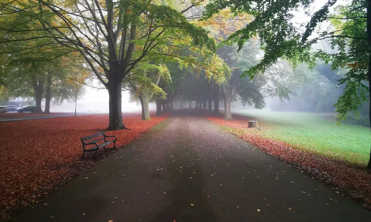 Прогноз погоди для Рівненщини на 8 листопада. Без істотних опадів, вночі та вранці слабкий туман Прогноз погоди обіцяє слабкий туман вночі і вранці, як у цьому затишному парку.