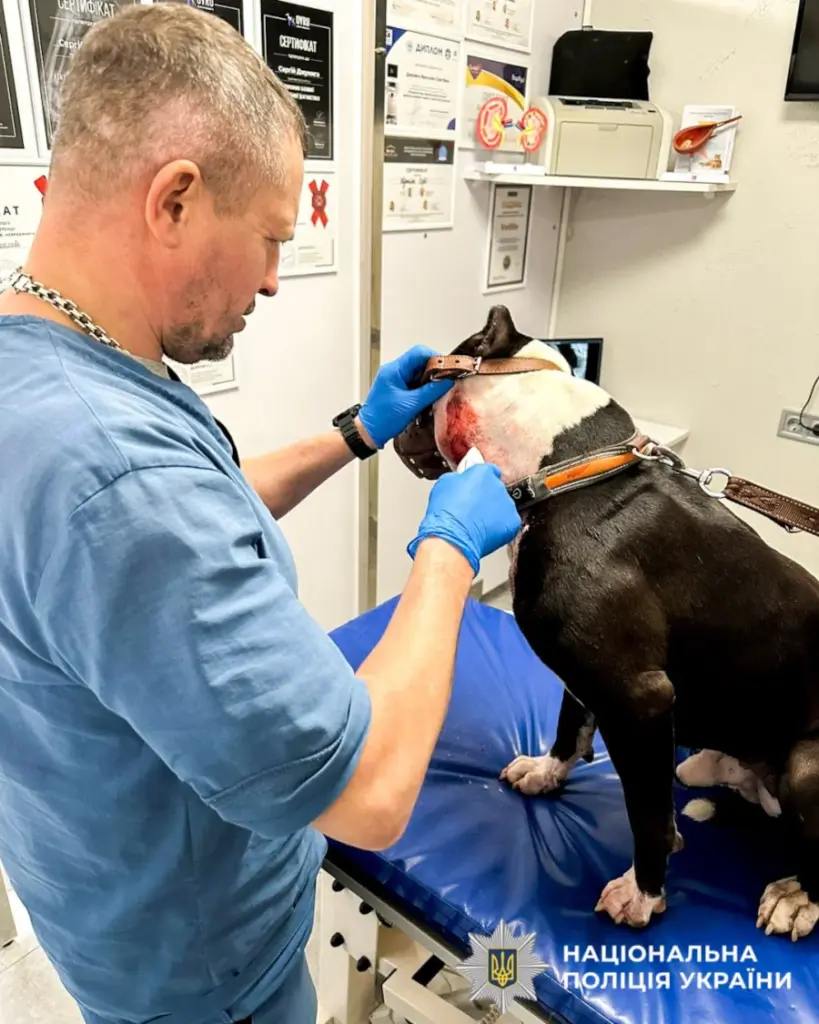 Ветеринар працює над пораненим собакою.