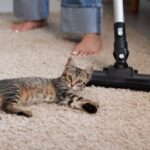 Як ефективно прибрати шерсть тварин з дивану та килима